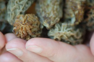 2443764277_374e31052d_o