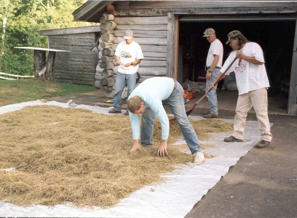 Drying wild rice