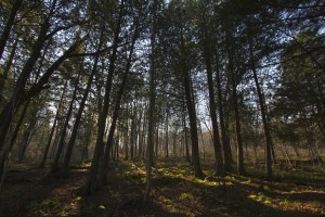 Emily_NorthWoods_01-