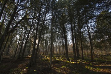 Emily_NorthWoods_01-