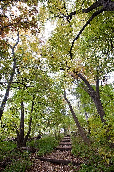 Muir_woods_autumn09_0745